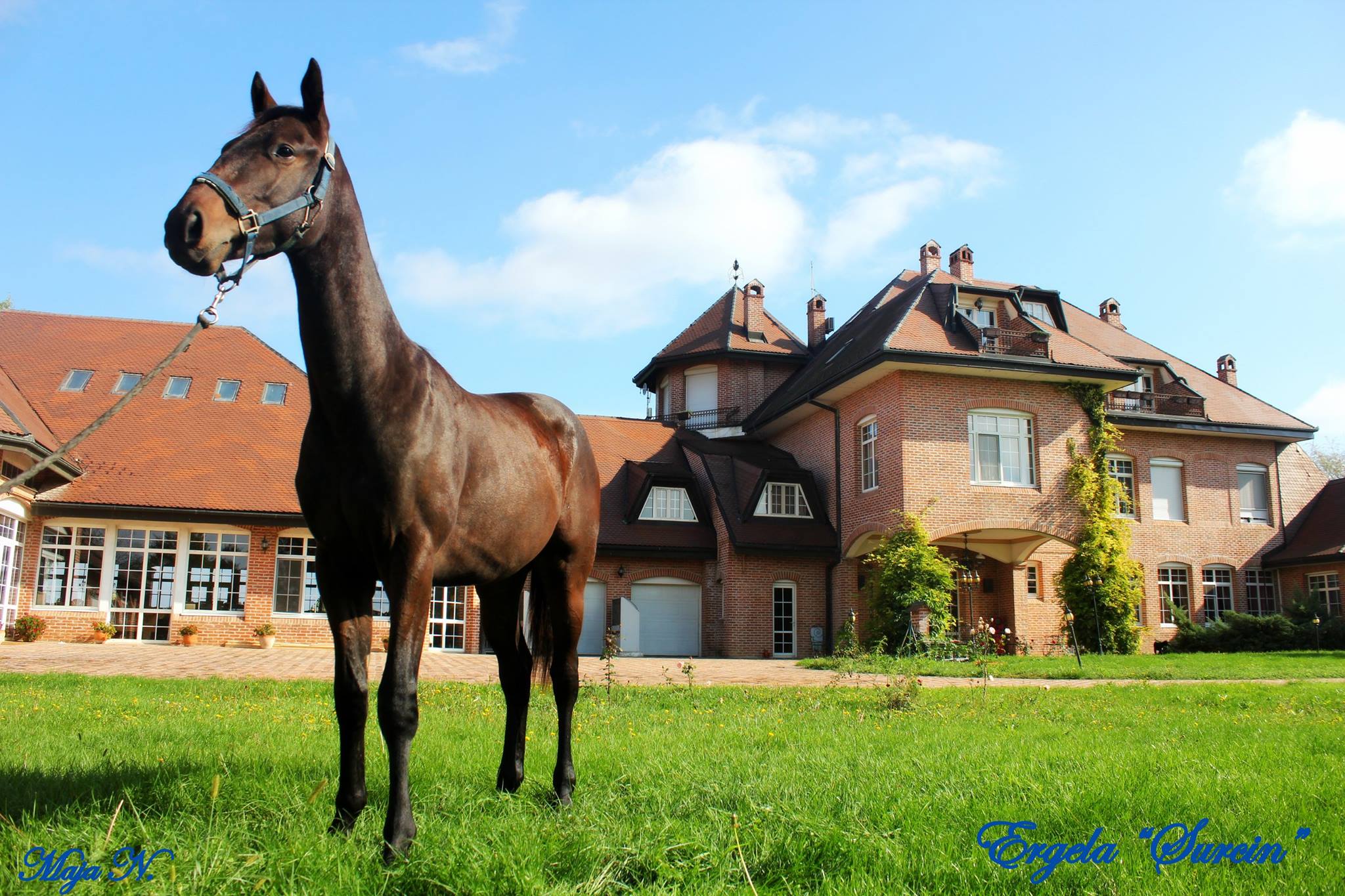 Ergela i priroda — The Jockey Club